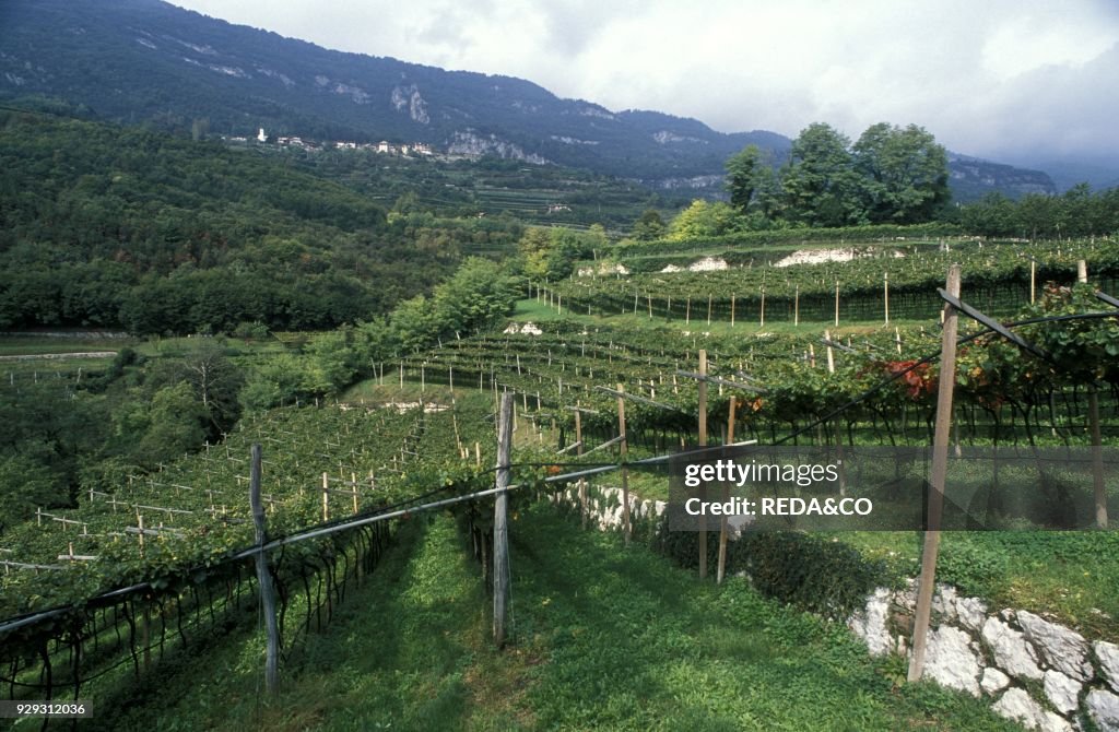 Vallagarina vineyard. Rovereto. Trentino. Italy