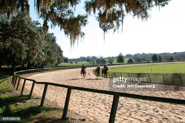 Racehorse Stud a stable devoted to training yearling thoroughbred racehorses.