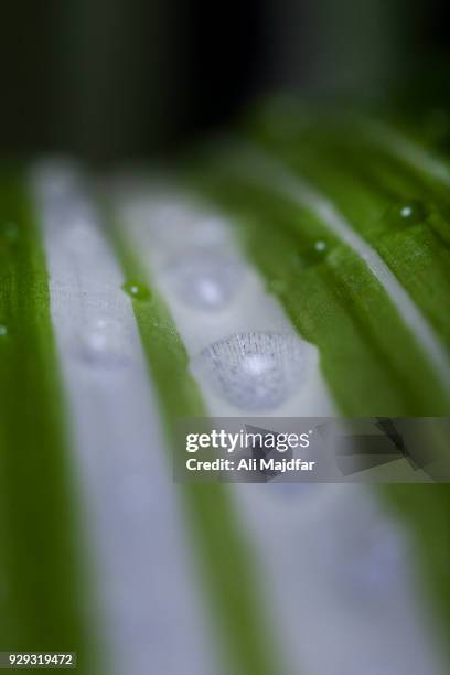 56 Dops Stock Photos, High-Res Pictures, and Images - Getty Images