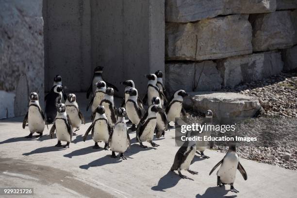 Colony of captive African Penguins on land looking for food.