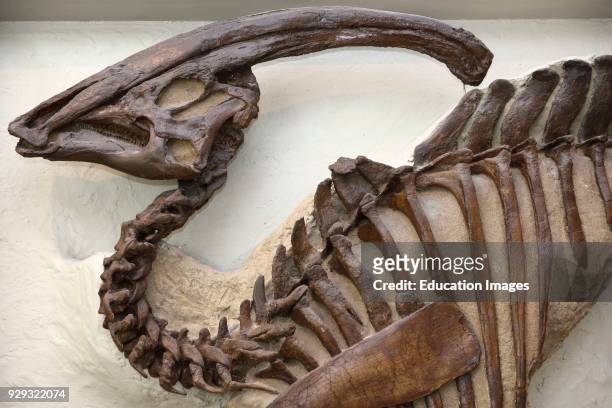 Tubular crest of Parasaurolophus Hadrosaur dinosaur Alberta at ROM Toronto.