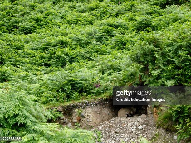 Moorland sheep sheltering in a small cave in the hillside surrounded by bracken, Coniston, The Lake District, Cumbria, UK.