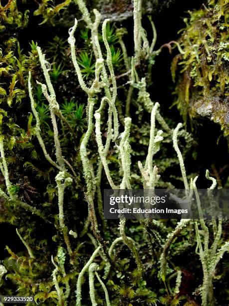 Common Powderhorn Lichen, Cladonia coniocraea, UK.