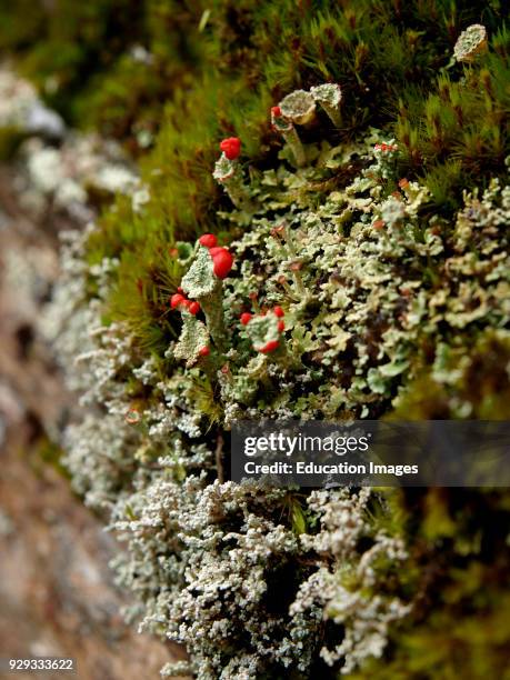 Cladonia cristatella, commonly known as the British soldiers lichen, UK.