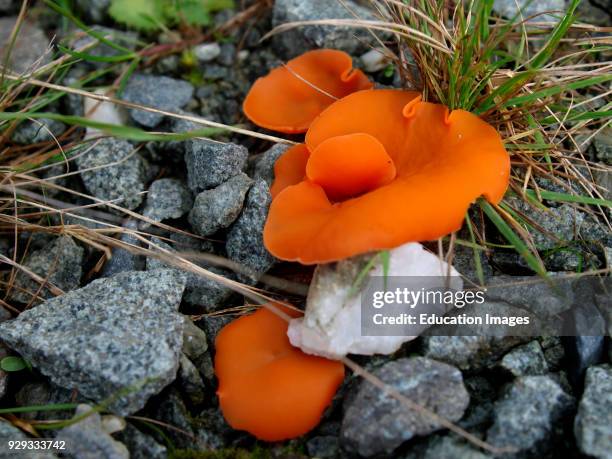 Aleuria aurantia, orange peel fungus, UK.