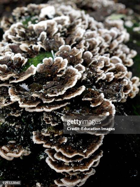 Turkeytail fungus, Trametes versicolor, UK.