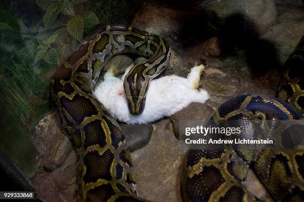 Python Swallowing Rabbit Python Swallow Photos and Premium High Res Pictures - Getty Images
