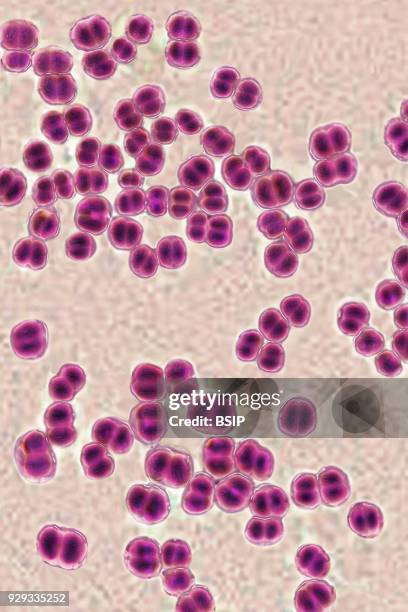 Meningococci, Neisseria Meningitidis, the bacteria in meningitis. Seen under optical microscopy X 1000.