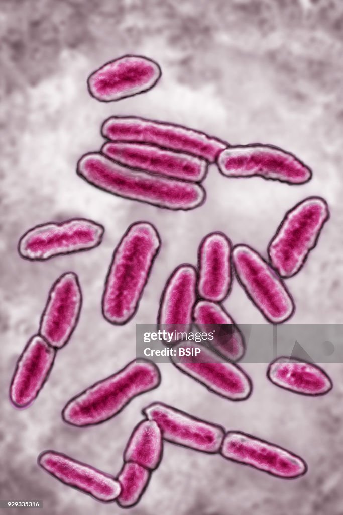 Pseudomonas Aeruginosa