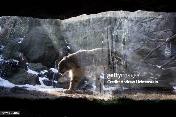 Snow leopard paces in its enclosure on February 18, 2018 in the Bronx Zoo's r in the Bronx, New York.