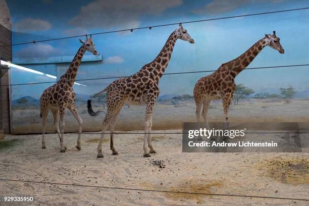 Family of giraffes feed in their indoor enclosure on February 18, 2018 in the Bronx Zoo's r in the Bronx, New York.