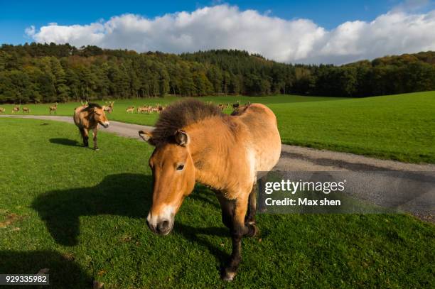 wild pony in the wildpark han sur lesse - han sur lesse stock pictures, royalty-free photos & images