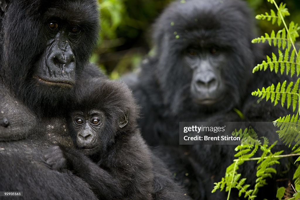 The Rangers of Virunga National Park