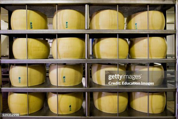 Prematuring. Parmigiano Reggiano. Cooperativa Casearia Castelnovese. Castelnuovo Rangone. Emilia Romagna. Italy.