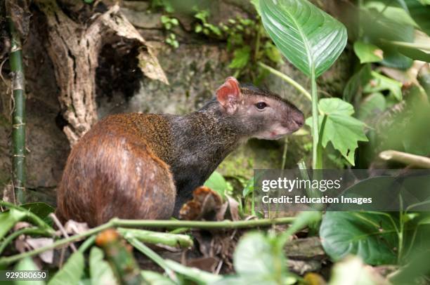 Common Agouti. Asa Wright Nature Centre. Trinidad.