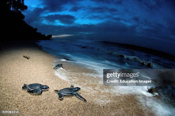 Leatherback Sea Turtle. Dermochelys Coriacea On The Beach. Grande Riviere. Trinidad.