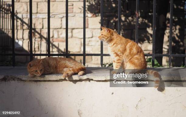 two identical orange tabby stray cat sunbathing. - animal family ストックフォトと画像