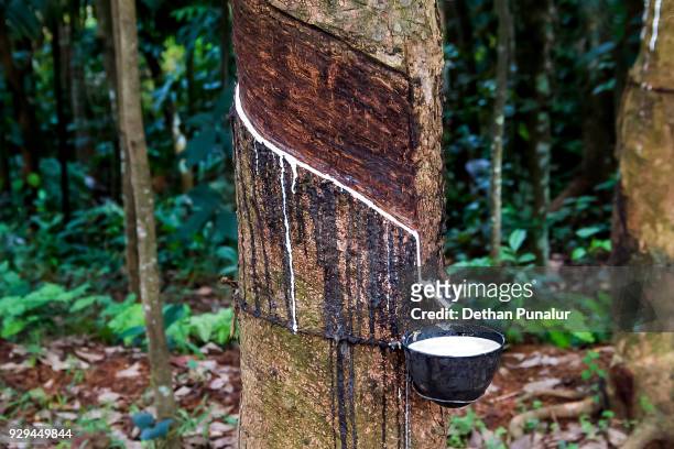 maximaliseren Inspireren Zachte voeten 287 Rubber Tapping Tree Photos and Premium High Res Pictures - Getty Images