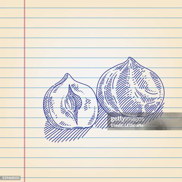 hazelnut drawing on lined paper - hazelnuts stock illustrations