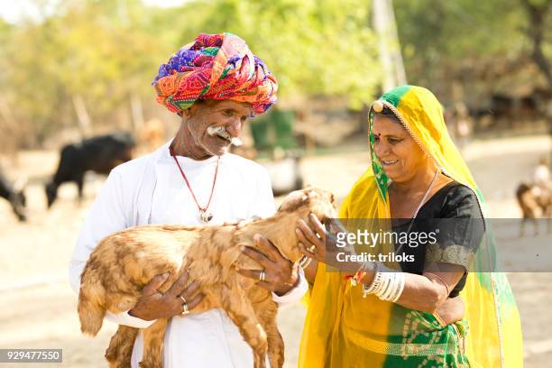 mature indian couple holding small goat - jewel shepard stock pictures, royalty-free photos & images