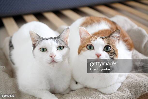 two cat looking up - side by side stock pictures, royalty-free photos & images
