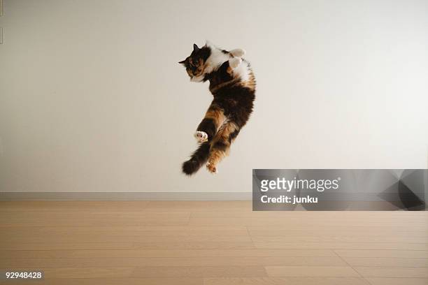 cat jumping in air - cat mid air stock pictures, royalty-free photos & images