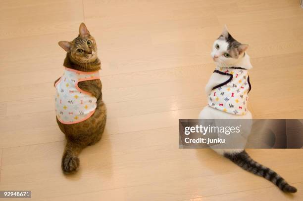 two cat wearing clothes and looking back - dog coat stock pictures, royalty-free photos & images