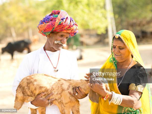 mature indian couple holding small goat - jewel shepard stock pictures, royalty-free photos & images