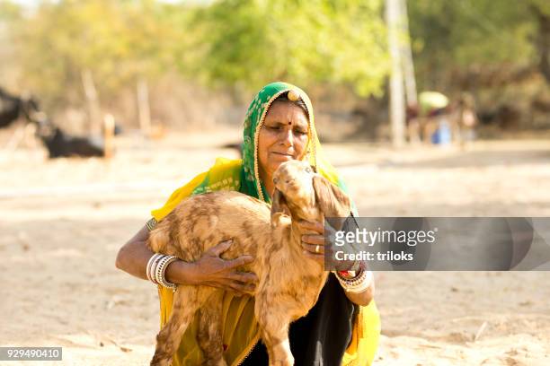 indian women feeding small goat - jewel shepard stock pictures, royalty-free photos & images