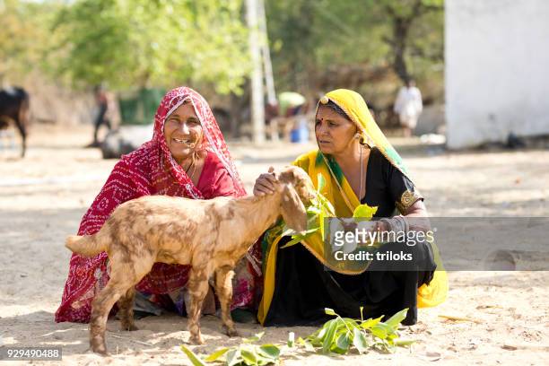 indian women feeding small goat - jewel shepard stock pictures, royalty-free photos & images
