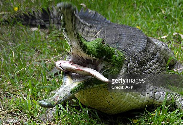 Gharial - Gavialis gangeticus - catches a fish at the Assam State Zoo in Guwahati, the capital city of the northeastern state of Assam on May 25,...