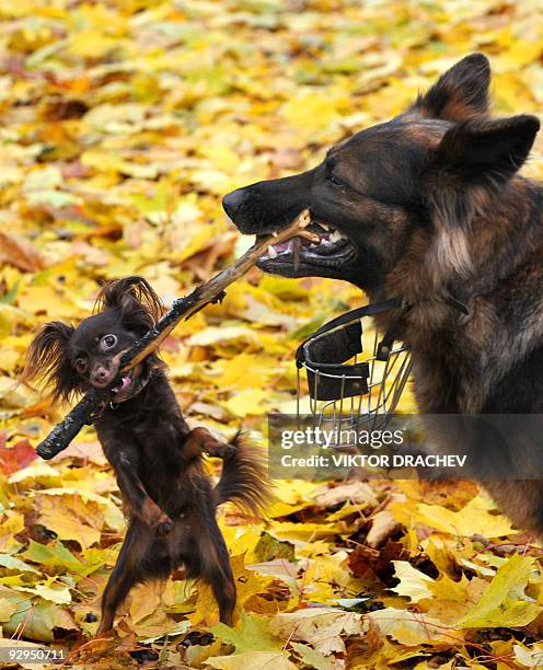 Big dog frolics with a little dog in the yellow leaves of a central Minsk park on October 20, 2009. Belarussians and their pets are enjoying crisp...