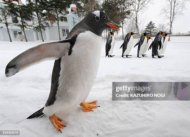 Lone gentoo penguin takes a walk with a group of king penguins on a road covered with snow at Asahiyama Zoo in Asahikawa, in northern Japan on...