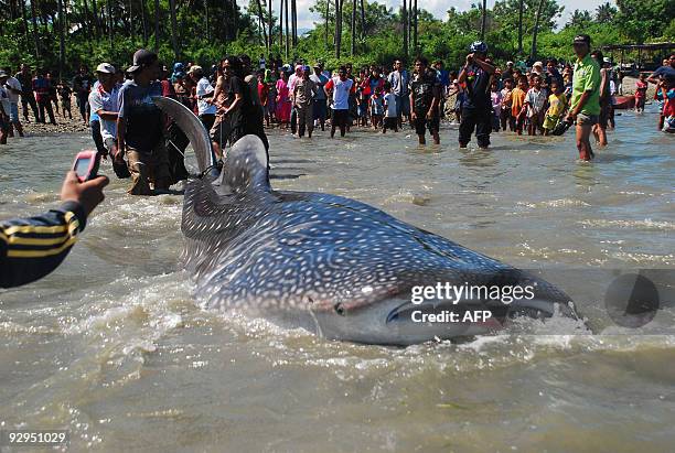 Villagers gather to watch as fishermen pull a trapped whale shark to shore in Palu bay in central Sulawesi, on May 25, 2009 in order to check its...