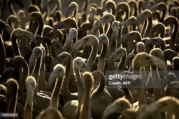 Flamingo chicks move around a pen at the Fuente de Piedra lake, 70 kms from Malaga, on July 18 during a tagging and control operation of 600 flamingo...