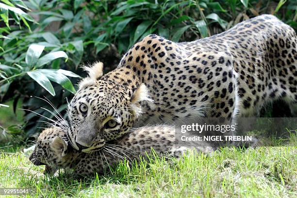 Leopard Saia picks up her cub in the zoo of Hanover, northern Germany on July 29, 2009. Saia gave birth to two cubs on May 31 weighing 500 grammes...