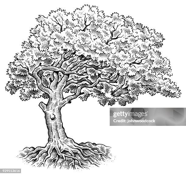 tree drawing illustration - oak tree vector stock illustrations