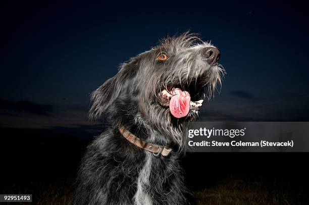 shaggy dog with lolling tongue at night - panting stock pictures, royalty-free photos & images