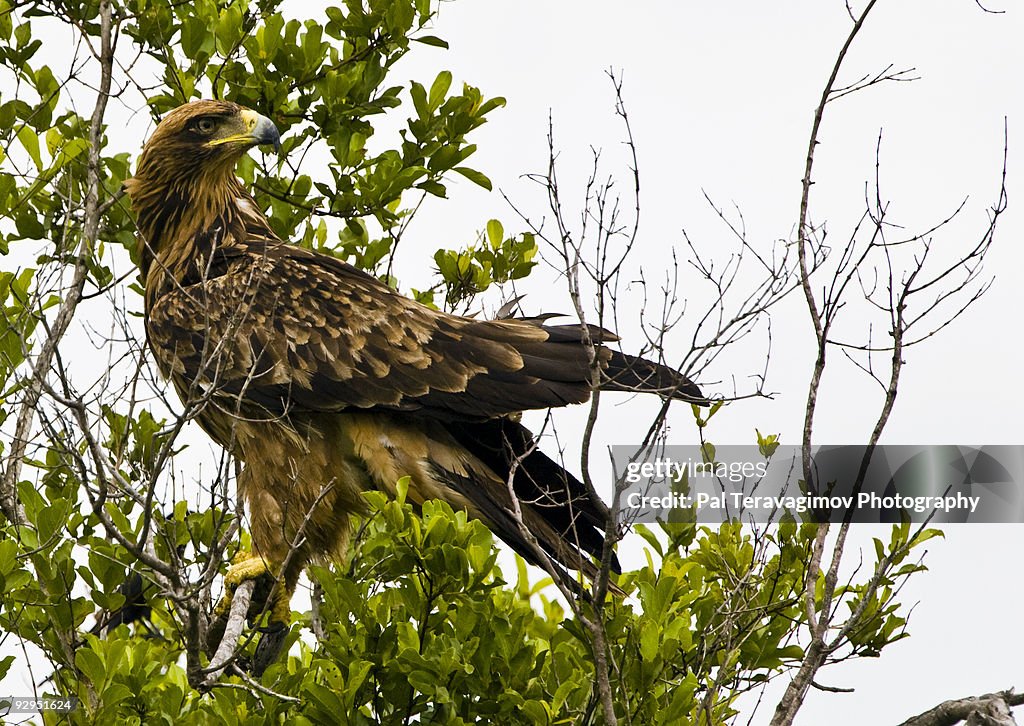 African eagle