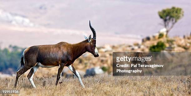 walking blesbok antelope - swaziland 個照片及圖片檔