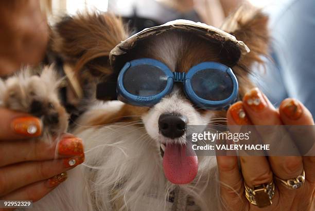 Dog wearing glasses is pictured during the Palm Dog's award ceremony on the sidelines of the 62nd Cannes Film Festival on May 22, 2009. A dumb dog...