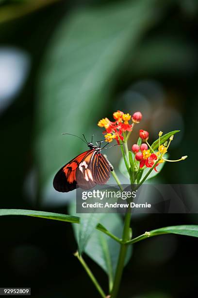 the postman butterfly - andrew dernie stock-fotos und bilder