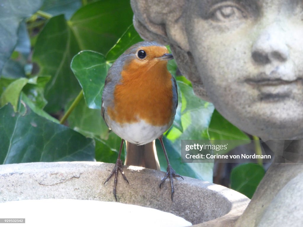 European Robin in Garden with Seeds -  Erithacus rubecula