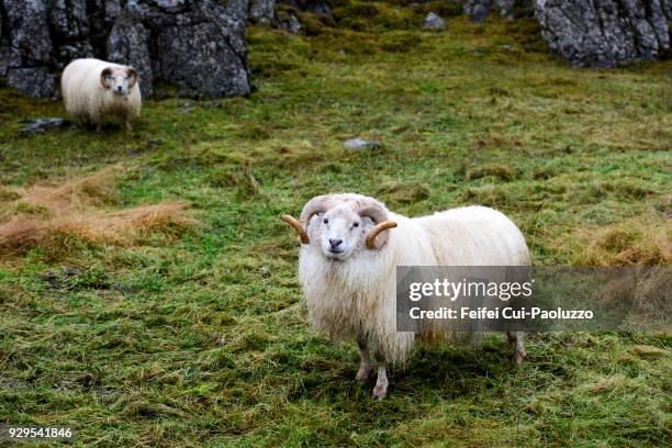 two icelandic sheep at djúpivogur, eastern iceland - icelandic sheep stock pictures, royalty-free photos & images