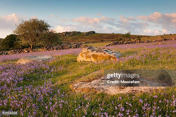 4,676 Dartmoor National Park Stock Photos and High-res Pictures