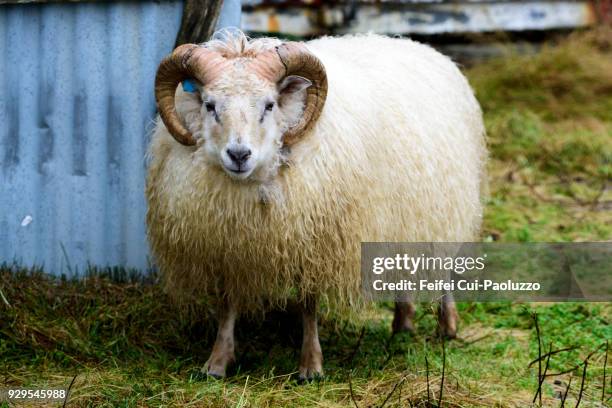 an icelandic sheep at djúpivogur, eastern iceland - icelandic sheep stock pictures, royalty-free photos & images