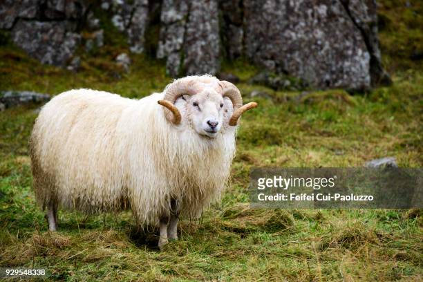an icelandic sheep at djúpivogur, eastern iceland. - icelandic sheep stock pictures, royalty-free photos & images