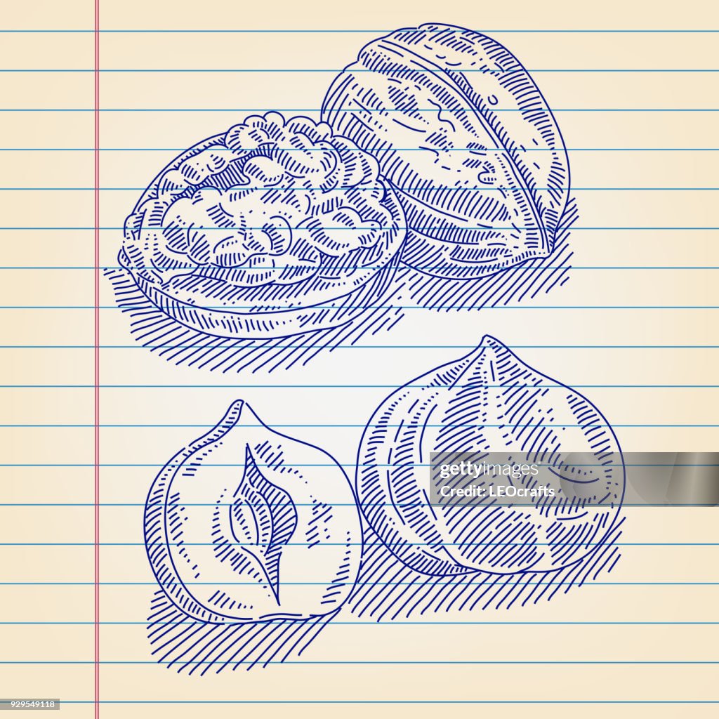 Walnut and Hazelnut Drawing on Lined paper