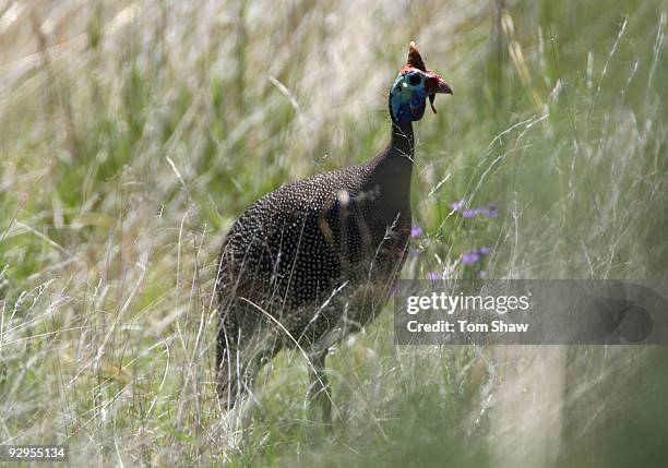 Helmeted Guinea Fowl looks on at the Naval Hill Nature Reserve on November 10, 2009 in Bloemfontein, South Africa.