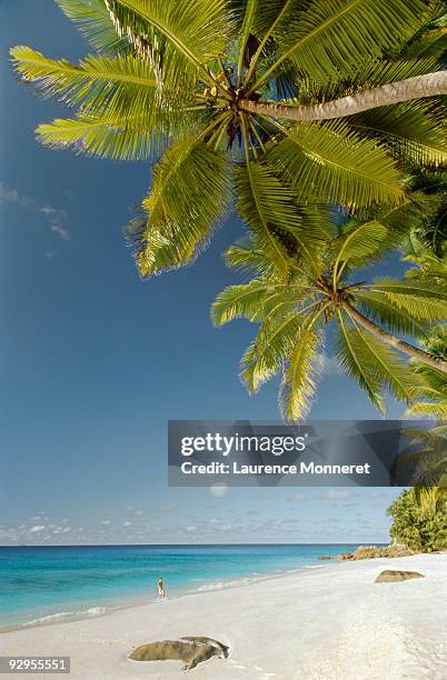 boy running on tropical beach with coconut palms - fregate stock pictures, royalty-free photos & images